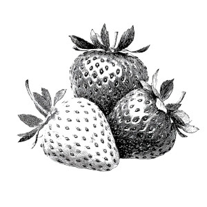 Drawn Strawberries Vinyl Car Decal Sticker – Waterproof & UV-Resistant 3.4133333333333336" Drawn Strawberries Vinyl Car Decal Sticker – Waterproof & UV-Resistant 3.4133333333333336"