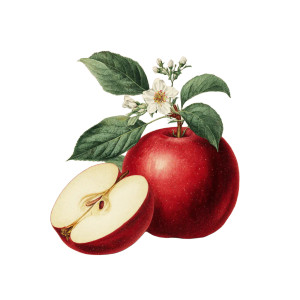 Vintage Apple Illustration Vinyl Car Decal Sticker – Waterproof & UV-Resistant 6.826666666666667" Vintage Apple Illustration Vinyl Car Decal Sticker – Waterproof & UV-Resistant 6.826666666666667"
