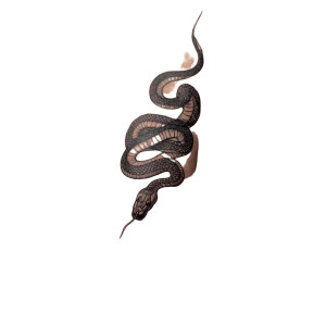 Forearm Snake Tattoo Vinyl Car Decal Sticker – Waterproof & UV-Resistant 6.826666666666667" Forearm Snake Tattoo Vinyl Car Decal Sticker – Waterproof & UV-Resistant 6.826666666666667"