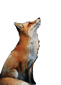 Red Fox Stargazing Vinyl Car Decal Sticker – Waterproof & UV-Resistant 4.32"