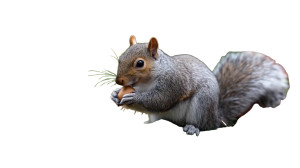 Squirrel Eating Nut Vinyl Car Decal Sticker – Waterproof & UV-Resistant 2.72"