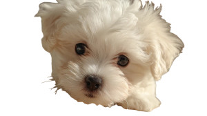 Cute White Puppy V5 Vinyl Car Decal Sticker – Waterproof & UV-Resistant 5.4