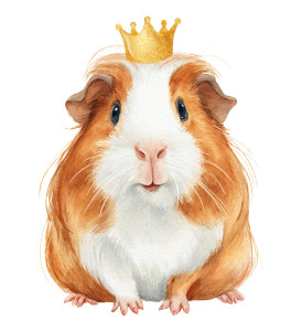 Crowned Guinea Pig Vinyl Car Decal Sticker – Waterproof & UV-Resistant 3.733333333333333