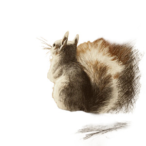 Cute Squirrel Sketch V2 Vinyl Car Decal Sticker – Waterproof & UV-Resistant 3.4133333333333336"