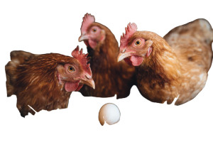 Hens In Coop Vinyl Car Decal Sticker – Waterproof & UV-Resistant 2.986666666666667"