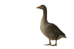 Upright Grey Goose Vinyl Car Decal Sticker – Waterproof & UV-Resistant 2.986666666666667"