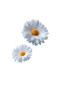 Floating Daisy Flowers Vinyl Car Decal Sticker – Waterproof & UV-Resistant 8.96"
