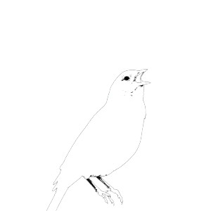 Winter Bird Silhouette Vinyl Car Decal Sticker – Waterproof & UV-Resistant 6.826666666666667" Winter Bird Silhouette Vinyl Car Decal Sticker – Waterproof & UV-Resistant 6.826666666666667"