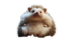 Giant Hedgehog Vinyl Car Decal Sticker – Waterproof & UV-Resistant 5.4 Giant Hedgehog Vinyl Car Decal Sticker – Waterproof & UV-Resistant 5.4