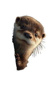 Baby Otter Peeking Vinyl Car Decal Sticker – Waterproof & UV-Resistant 4.8533333333333335"