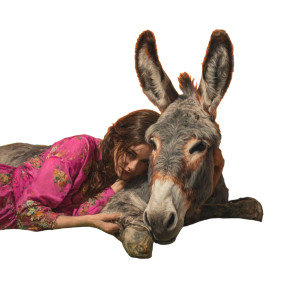 Donkey On Sofa Vinyl Car Decal Sticker – Waterproof & UV-Resistant 6.826666666666667"