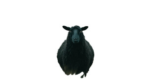 Black Sheep Standout V3 Vinyl Car Decal Sticker – Waterproof & UV-Resistant 2.72"