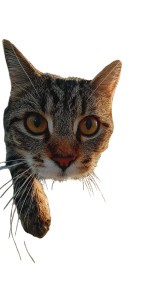Attacking Cat V2 Vinyl Car Decal Sticker – Waterproof & UV-Resistant 9.706666666666667"