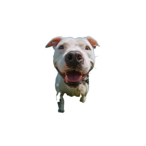 Happy Running Pitbull Vinyl Car Decal Sticker – Waterproof & UV-Resistant 3.4133333333333336" Happy Running Pitbull Vinyl Car Decal Sticker – Waterproof & UV-Resistant 3.4133333333333336"