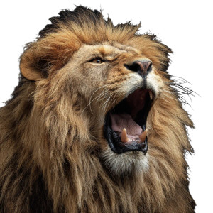 Roaring Lion V20 Vinyl Car Decal Sticker – Waterproof & UV-Resistant 3.4133333333333336"