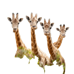 Giraffes Eating Leaves Vinyl Car Decal Sticker – Waterproof & UV-Resistant 3.4133333333333336"