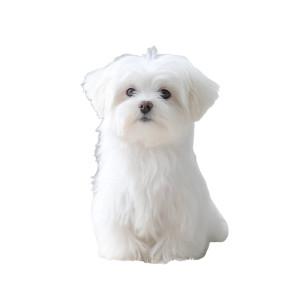 Maltese Dog Vinyl Car Decal Sticker – Waterproof & UV-Resistant 3.4133333333333336" Maltese Dog Vinyl Car Decal Sticker – Waterproof & UV-Resistant 3.4133333333333336"