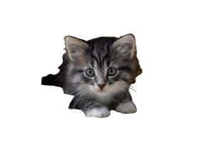 Curious Kitten Peeking V2 Vinyl Car Decal Sticker – Waterproof & UV-Resistant 5.97333333333333