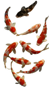 Harmonious Koi Circle Vinyl Car Decal Sticker – Waterproof & UV-Resistant 9.706666666666667"