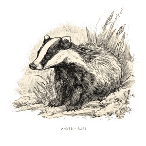 Vintage Badger Illustration Vinyl Car Decal Sticker – Waterproof & UV-Resistant 6.826666666666667"