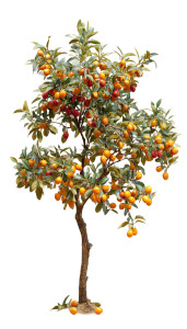 Kumquat Tree Display Vinyl Car Decal Sticker – Waterproof & UV-Resistant 4.8533333333333335"