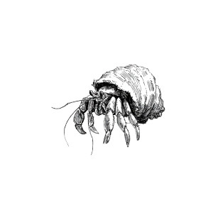 Hermit Crab Sketch Vinyl Car Decal Sticker – Waterproof & UV-Resistant 3.4133333333333336"