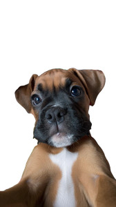 Playful Boxer Puppy Vinyl Car Decal Sticker – Waterproof & UV-Resistant 9.706666666666667"