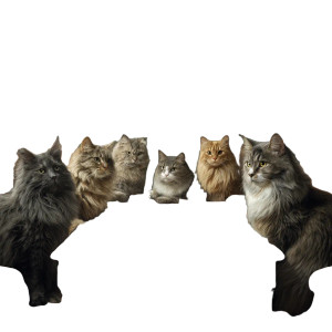 Cats In Meeting Vinyl Car Decal Sticker – Waterproof & UV-Resistant 6.826666666666667"