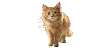 Fluffy Cat Standing Vinyl Car Decal Sticker – Waterproof & UV-Resistant 2.72"