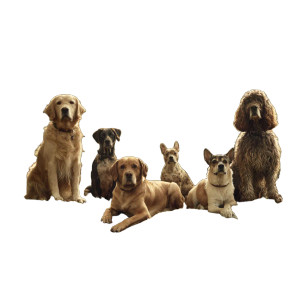 Luxury Dog Walking Vinyl Car Decal Sticker – Waterproof & UV-Resistant 3.4133333333333336" Luxury Dog Walking Vinyl Car Decal Sticker – Waterproof & UV-Resistant 3.4133333333333336"