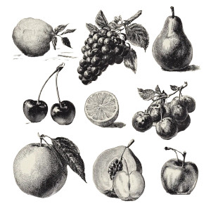 Vintage Fruit Illustration V2 Vinyl Car Decal Sticker – Waterproof & UV-Resistant 3.4133333333333336" Vintage Fruit Illustration V2 Vinyl Car Decal Sticker – Waterproof & UV-Resistant 3.4133333333333336"