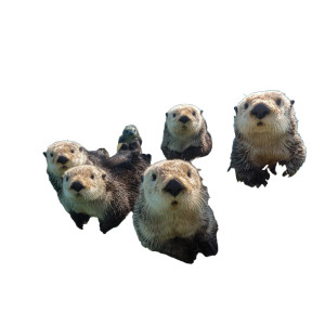 Sea Otters Playing Vinyl Car Decal Sticker – Waterproof & UV-Resistant 3.4133333333333336" Sea Otters Playing Vinyl Car Decal Sticker – Waterproof & UV-Resistant 3.4133333333333336"