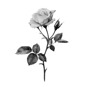 Pencil Rose Drawing Vinyl Car Decal Sticker – Waterproof & UV-Resistant 3.4133333333333336"