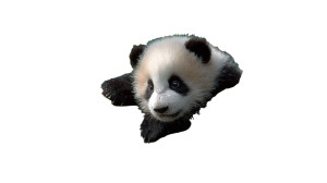 Baby Panda Playing V2 Vinyl Car Decal Sticker – Waterproof & UV-Resistant 2.72"