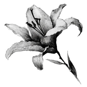 Ink Sketch Lily Vinyl Car Decal Sticker – Waterproof & UV-Resistant 3.4133333333333336" Ink Sketch Lily Vinyl Car Decal Sticker – Waterproof & UV-Resistant 3.4133333333333336"