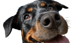 Rottweiler Snout Vinyl Car Decal Sticker – Waterproof & UV-Resistant 2.72"