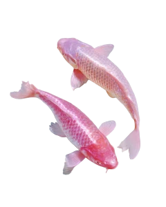 Pink Koi Fish V4 Vinyl Car Decal Sticker – Waterproof & UV-Resistant 8.0"