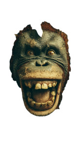 Orangutan Selfie Vinyl Car Decal Sticker – Waterproof & UV-Resistant 9.706666666666667"