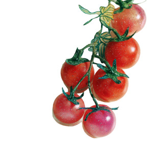 Colorful Cartoon Tomatoes Vinyl Car Decal Sticker – Waterproof & UV-Resistant 6.826666666666667"