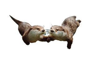 Otters Holding Hands Vinyl Car Decal Sticker – Waterproof & UV-Resistant 2.986666666666667"