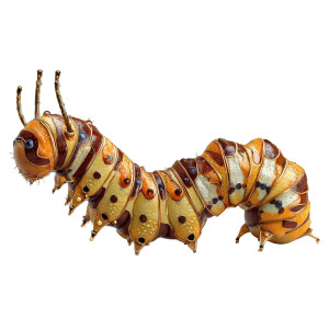 Realistic Caterpillar Vinyl Car Decal Sticker – Waterproof & UV-Resistant 3.4133333333333336" Realistic Caterpillar Vinyl Car Decal Sticker – Waterproof & UV-Resistant 3.4133333333333336"