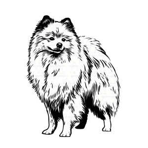 Pomeranian Outline Vinyl Car Decal Sticker – Waterproof & UV-Resistant 3.4133333333333336" Pomeranian Outline Vinyl Car Decal Sticker – Waterproof & UV-Resistant 3.4133333333333336"