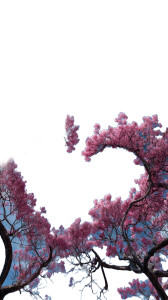 Heart-Shaped Trees Vinyl Car Decal Sticker – Waterproof & UV-Resistant 9.706666666666667"