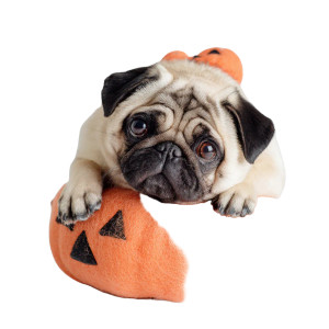 Kawaii Halloween Pug Vinyl Car Decal Sticker – Waterproof & UV-Resistant 3.4133333333333336" Kawaii Halloween Pug Vinyl Car Decal Sticker – Waterproof & UV-Resistant 3.4133333333333336"