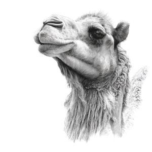 Camel Profile Sketch Vinyl Car Decal Sticker – Waterproof & UV-Resistant 3.4133333333333336"