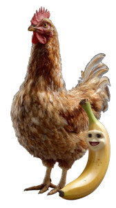 Chicken And Banana V2 Vinyl Car Decal Sticker – Waterproof & UV-Resistant 9.706666666666667"