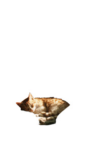 Sleeping Kitten V6 Vinyl Car Decal Sticker – Waterproof & UV-Resistant 4.8533333333333335" Sleeping Kitten V6 Vinyl Car Decal Sticker – Waterproof & UV-Resistant 4.8533333333333335"