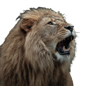 Lion Roaring Vinyl Car Decal Sticker – Waterproof & UV-Resistant 3.4133333333333336" Lion Roaring Vinyl Car Decal Sticker – Waterproof & UV-Resistant 3.4133333333333336"