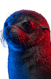 Baby Seal Portrait V3 Vinyl Car Decal Sticker – Waterproof & UV-Resistant 4.533333333333333"