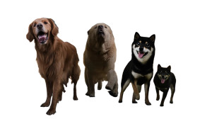 Battlefield Barking Dogs Vinyl Car Decal Sticker – Waterproof & UV-Resistant 5.4 Battlefield Barking Dogs Vinyl Car Decal Sticker – Waterproof & UV-Resistant 5.4